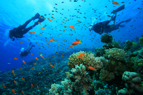 Scuba diving caribbean