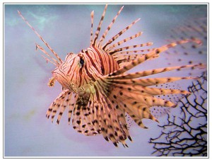 lion-fish