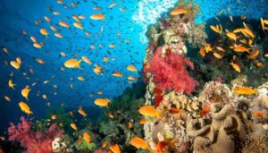 5 reasons to go scuba diving in Jamaica - Couples Resorts