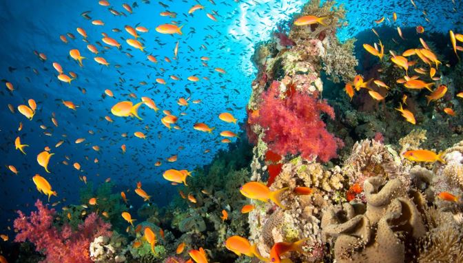 5 reasons to go scuba diving in Jamaica - Couples Resorts