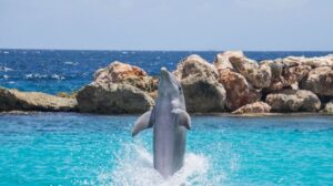 Dolphin Cove Jamaica – Top tips for your visit - Couples Resorts