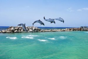 Dolphins Jumping in Dolphin Cove